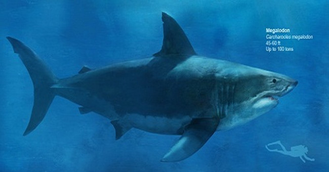 Find the mystery that makes the world's largest shark disappear