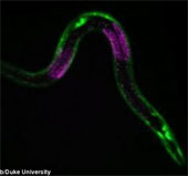 Find the 'non-aging youthful' remedy from worms