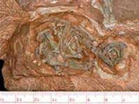 Find the oldest dinosaur fetus