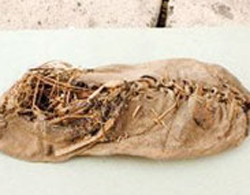 Find the oldest dress in the world