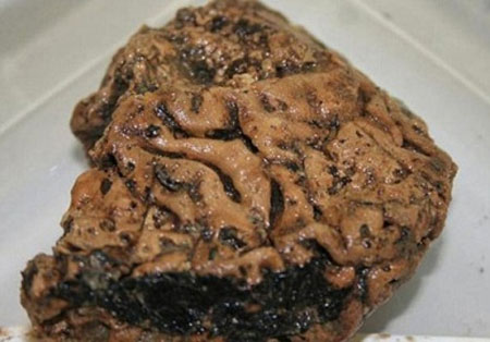 Find the oldest human brain