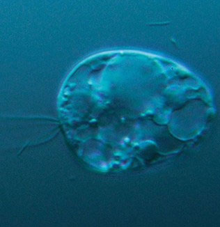 Find the oldest living body in the world