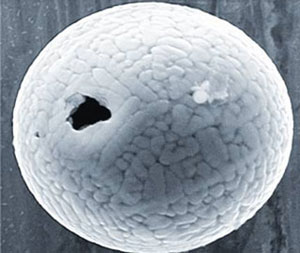 Find the 'oldest' space dust on earth