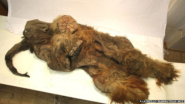 Find the remains of the mammoth intact