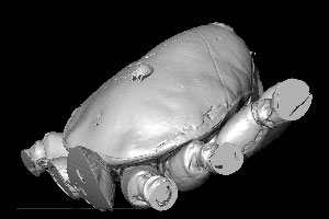 Find the smallest fossil on the planet