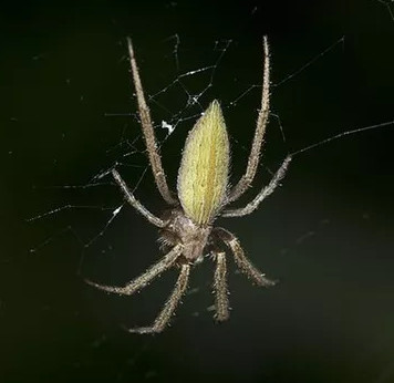 Find the spider 'most brutal' of the earth