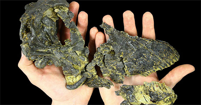 Find the 'super small' skull of the giant herbivorous dinosaur