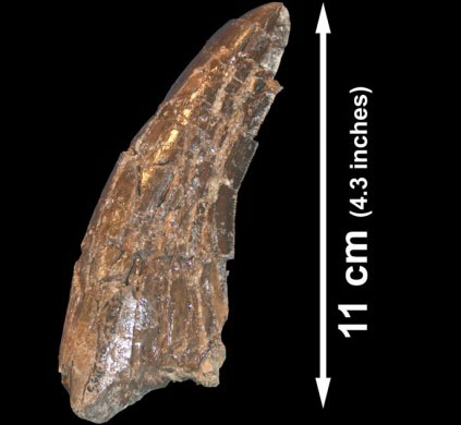 Find the world's largest dinosaur fossil bone
