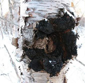 Finding a fungus that can cure cancer, HIV / AIDS