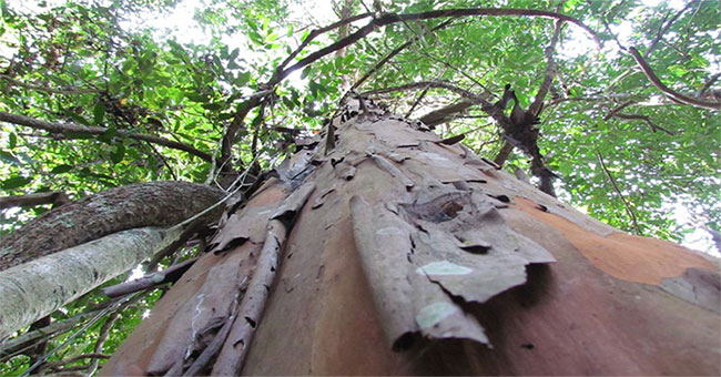 Finding a powerful killer for cancer cells from the Central Highlands forest tree