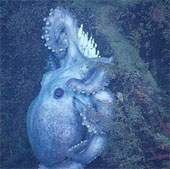 Finding an incubating octopus species for more than 4 years