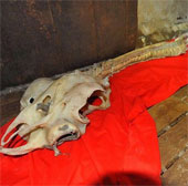 Finding bones of dragons in China