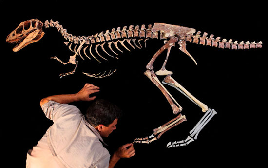 Finding dinosaur fossils are pregnant