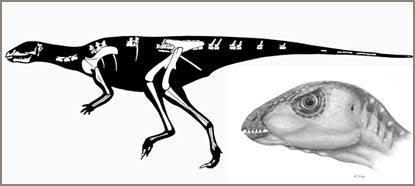 Finding dinosaurs living in caves