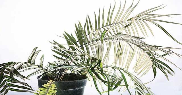 Finding ferns that can live in arsenic-polluted environments