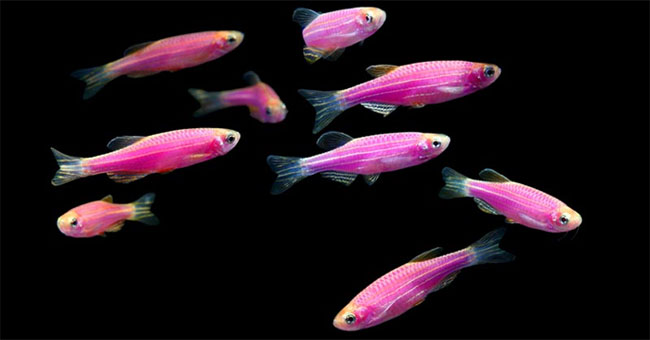 Finding fish also has emotional states