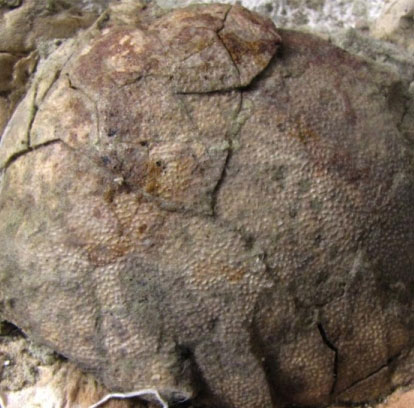 Finding fossil dinosaur eggs in Argentina
