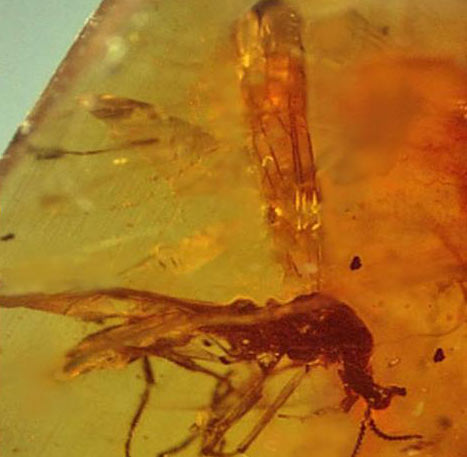 Finding fossils 'nesting tools' flies
