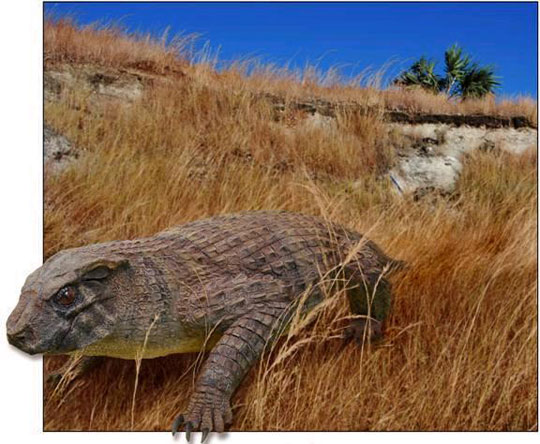 Finding fossils of ancient vegetarian crocodile strains