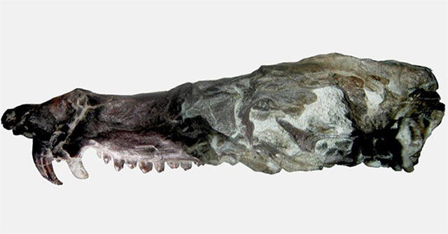 Finding fossils of squirrel-like animal class in 'Ice Age'