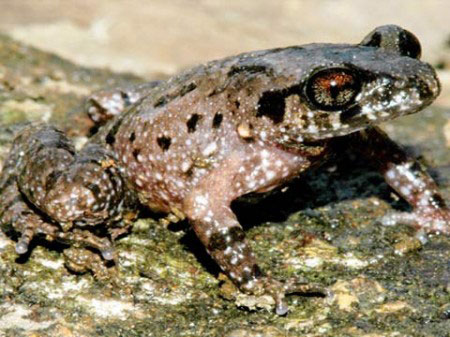 Finding frogs, toads ... new in Lam Dong
