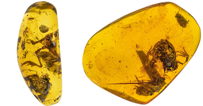 Finding frogs trapped in amber 99 million years