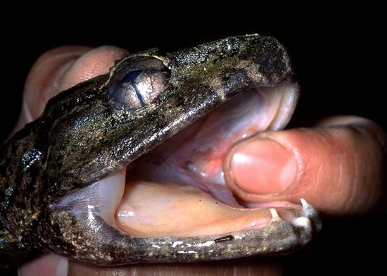 Finding frogs with canines in Indonesia