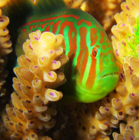 Finding gobies helps corals resist toxic algae