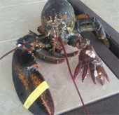 Finding lobster has 6 fangs