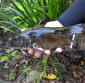 Finding new catfish species