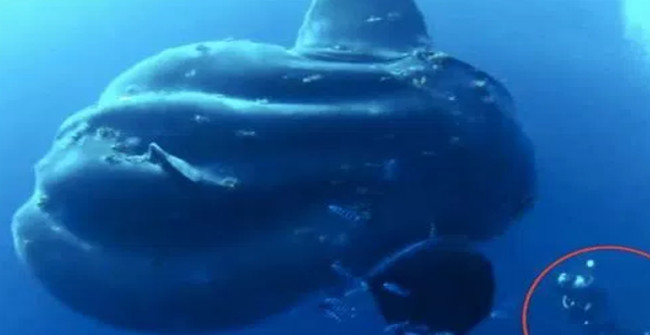 Finding new fish weighs more than 2 tons in the past 130 years