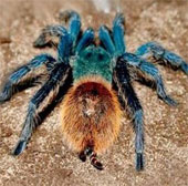 Finding new spiders is named after John Lennon