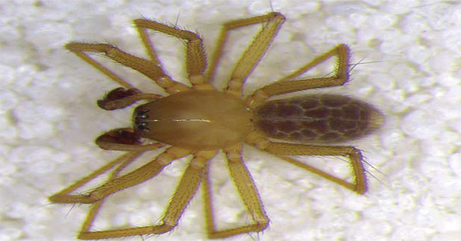 Finding new spiders 'transparent'