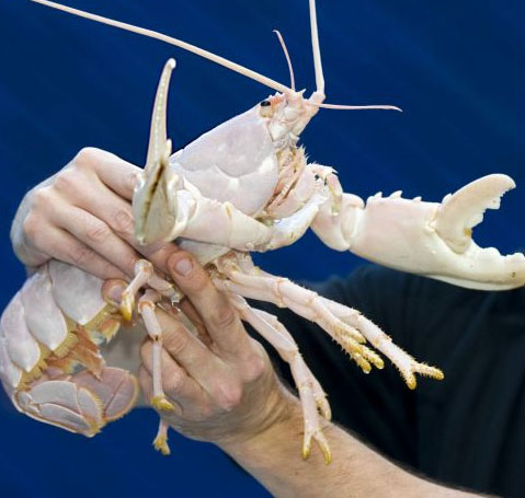 Finding 'Noel lobster' shell is as white as snow