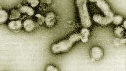 Finding out why H5N1 is hard to jump from person to person