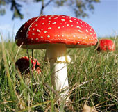 Finding placebo treated for mushroom poisoning