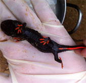 Finding rare orange tail toad fish in Nghe An