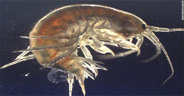 Finding shrimp in the UK simultaneously positive for drugs