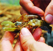 Finding the agent causing hepatopancreatic necrosis on cultured shrimp
