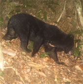 Finding the bear bear in Quang Nam