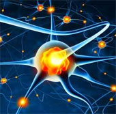 Finding the gene helps rejuvenate the brain