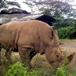 Finding the Javan rhino is still reproducing
