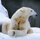 Finding the polar bear's genitals is getting smaller and smaller