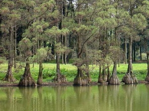 Finding yew trees can reproduce with roots