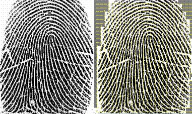 Fingerprint - biological identity