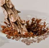 Fire ants create rafts to escape flooding