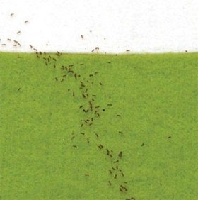 Fire ants' super prize math like people