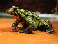 Fire toads