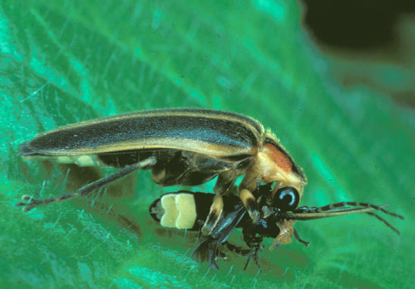 Fireflies are on the decline