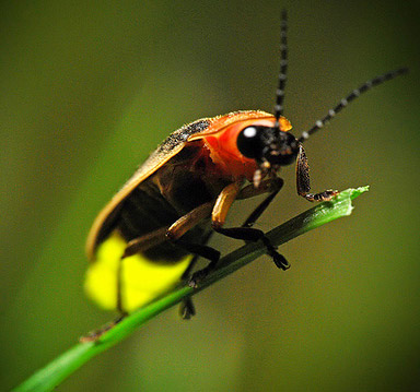 Fireflies glow to do?